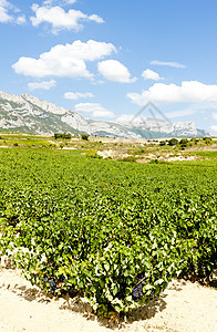西班牙拉里奥哈葡萄园葡萄世界国家农村植物酒业植被葡萄园乡村外观图片