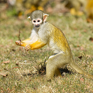 松鼠猴灵长类耳朵异国情调食物牙齿好奇心注意力野生动物动物园图片