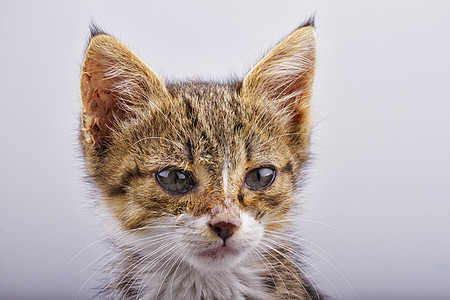 小猫咪猫咪哺乳动物小猫猫科动物宠物动物头发工作室青年友谊背景图片