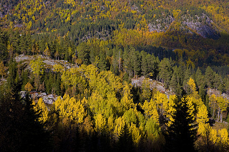 挪威 南韦斯兰德特地貌景观森林植被季节世界植物群表面山脉木头时候外观背景图片