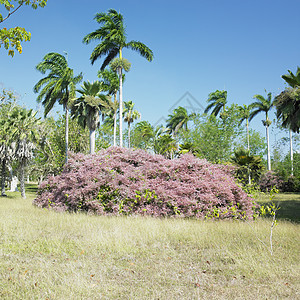 古巴Cienfuegos的植物园外观花园植物学手掌植被棕榈树木灌木丛植物世界图片