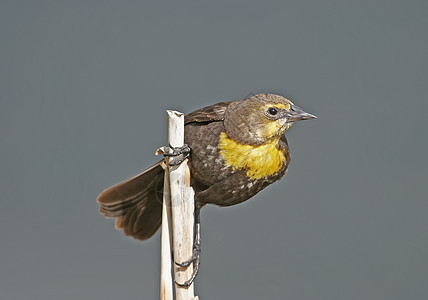 黄头黑鸟雌性歌曲黄色动物女性黑色荒野图片