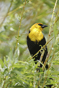 黄头黑鸟男性歌曲荒野黄色黑色图片