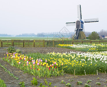 荷兰Offem附近有郁金香和水仙的风车图片