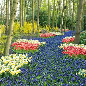Keukenhof花园 荷兰里塞外观花园植物学植物植物群配菜公园紫色园艺水仙图片