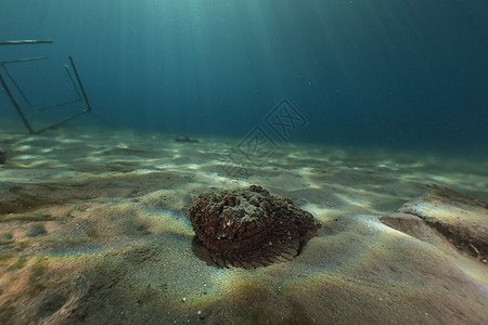 红海的石条鱼共环礁珊瑚海洋异国潜水海景阳光生活太阳太阳光植物图片