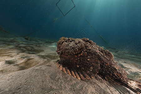 红海的石条鱼共环礁生活潜水异国植物射线海景盐水热带石头太阳光图片