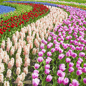 Keukenhof花园 荷兰里塞外观公园紫色植物背景植被植物学配菜蓝色郁金香图片