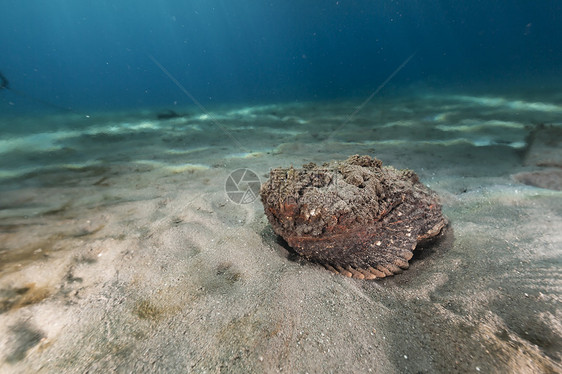 红海的石条鱼共环礁海洋异国热带海景射线阳光蓝色生活盐水珊瑚图片