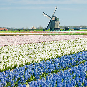 尼歇尔州附近带有Hyacinth田地的风车旅行蓝色园艺国家紫色花朵世界植物植物群场地图片