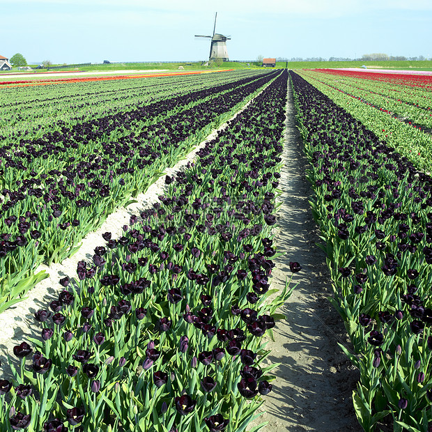 荷兰Shermerhorn附近有郁金树田的风车农村花朵世界紫色外观旅行植被郁金香植物学场地图片