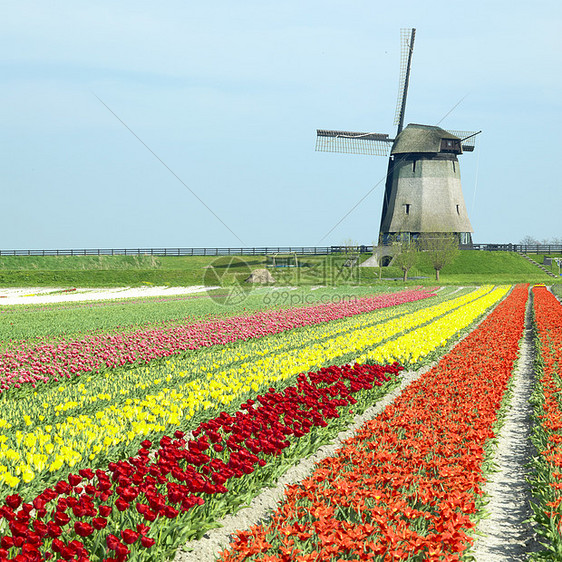 荷兰Shermerhorn附近有郁金树田的风车表面场地旅行花朵植物群植物季节郁金香园艺农村图片