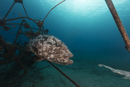 红海热带水域的马拉巴石块潜水海洋珊瑚盐水阳光射线海景植物生活场景图片