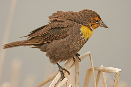 黄头黑鸟雌性歌曲黑色女性荒野黄色图片