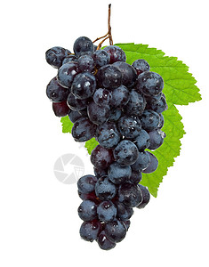 带叶子的新黑葡萄黑色水果绿色果汁营养藤蔓维生素浆果食物酒厂背景图片