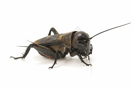 板球的宏宏观唱歌蟋蟀卫星昆虫野生动物脊椎动物臭虫直翅目图片