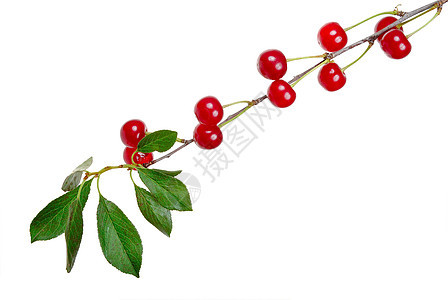 成熟樱桃分支活力水果浆果红色绿色白色枝条食物饮食叶子图片