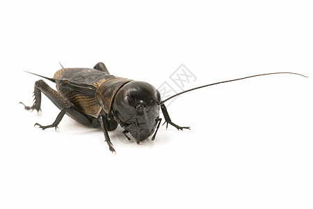 板球的宏野生动物卫星直翅目宏观蟋蟀唱歌脊椎动物臭虫昆虫图片