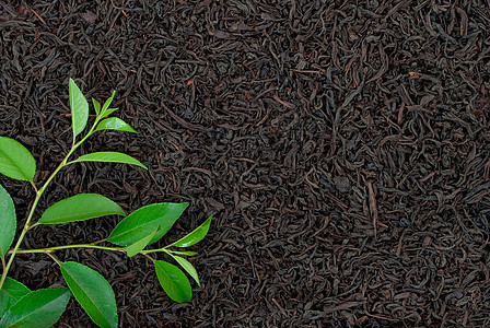 含叶叶的黑茶白毫叶子黑色草本绿色白色草本植物文化水果单宁图片