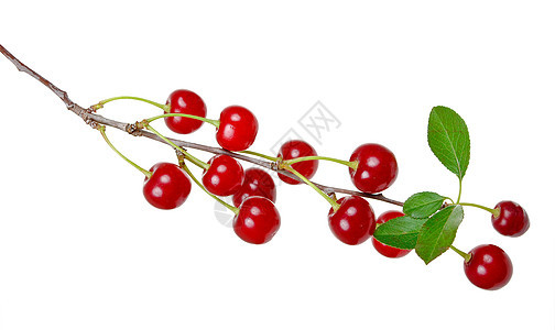 成熟樱桃分支浆果水果活力甜点香气白色绿色饮食生长叶子图片
