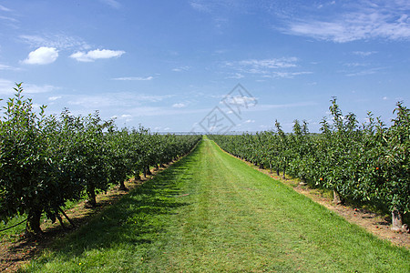 夏天在一个果园里装满苹果的苹果树园艺叶子生产水果树叶生长食物收成农场天空图片