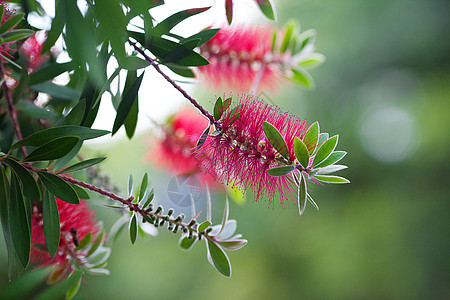 绿树上的粉红花桃金娘香味灌木绿色花朵植物树叶花园精素红色图片