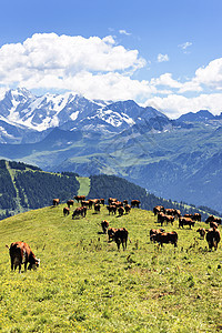 高山景观和奶牛图片