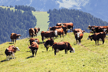 有奶牛的高山景观图片