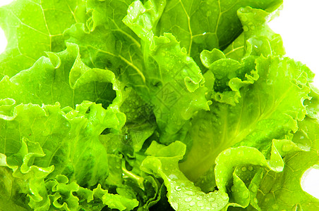 新鲜生菜植物叶子长叶黄油水平莴苣白色蔬菜绿色食物图片