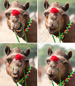 笑得漂亮 优雅的骆驼高清图片