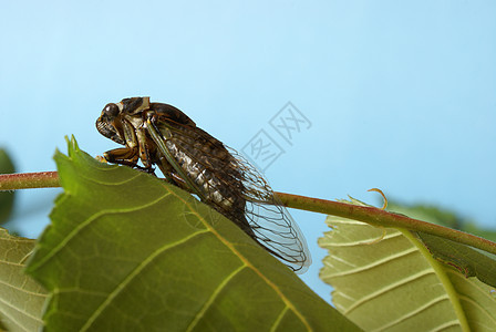 塞卡达蒂比肯戴维斯荒野翅膀叶子昆虫野生动物绿色漏洞棕色眼睛生物图片