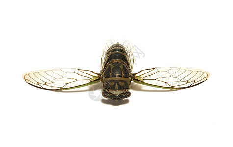 塞卡达蒂比肯戴维斯野生动物绿色生物漏洞昆虫水平害虫白色眼睛翅膀图片