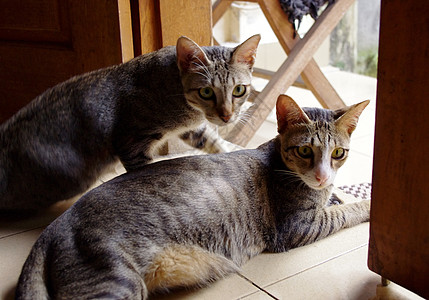 坐在家中的猫宠物小猫房子家畜图片
