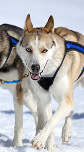 工作时的哈斯基雪橇狗朋友运动犬类竞赛速度鼻子宠物毛皮冒险团队图片