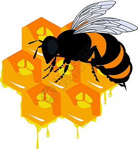 矢量蜜蜂和蜂蜜蜂窝橙子太阳艺术昆虫食物六边形细胞花蜜花粉蜂巢图片