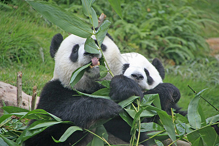 竹子贴图大型熊猫熊 中国树叶熊猫黑色素黑色叶子哺乳动物动物大熊猫竹子绿色背景