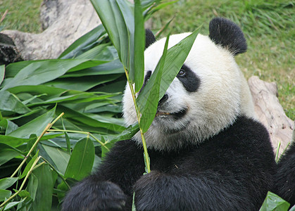 大型熊熊大熊中国梅兰诺莱乌卡岛 中国熊猫黑色大熊猫动物竹子叶子哺乳动物黑色素树叶绿色背景