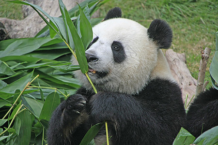 大型熊熊大熊中国梅兰诺莱乌卡岛 中国大熊猫哺乳动物熊猫竹子动物叶子树叶黑色素黑色绿色背景图片