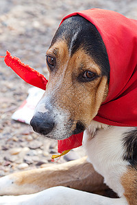 披着围巾的狗躺在地上动物猎犬红色宠物庇护所白色哺乳动物朋友衣领犬类图片