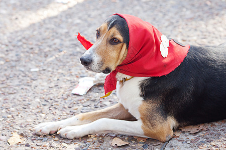 披着围巾的狗躺在地上猎犬犬类庇护所红色动物衣领宠物哺乳动物朋友白色图片