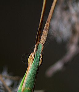 蚂蚱竹节虫鬼虫野生动物绿色蓝色眼睛天线工作室叶虫质粒背景图片