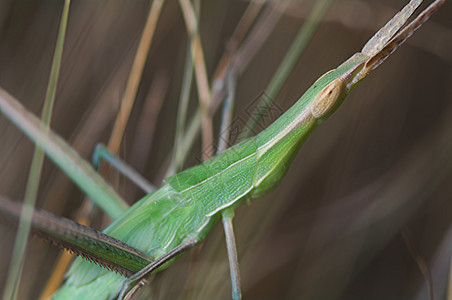 蚂蚱叶虫工作室动物荒野蓝色绿色竹节虫天线昆虫质粒背景图片