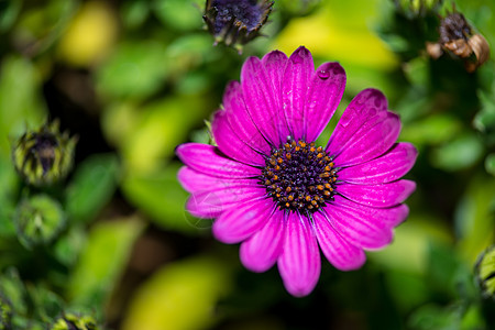 紫芽的紫色菊菊花 在绿色背景上图片