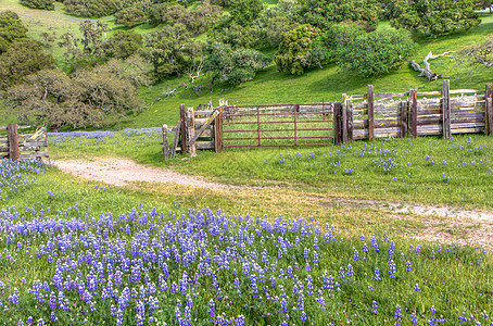 草原的银子树林野生野花图像季节性紫色灌木丛栅栏牧场高清图片