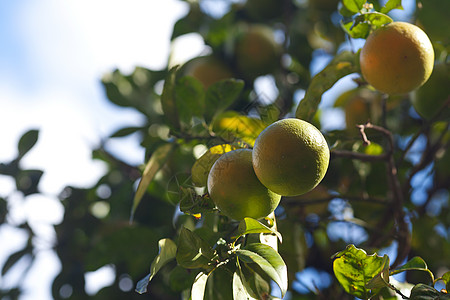 橘子树和玛拉林对着蓝天甜点果汁饮食植物早餐绿色营养食物作品橙子图片