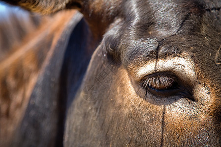驴子草地农场骡子农村哺乳动物牧场场地头发宠物晴天图片
