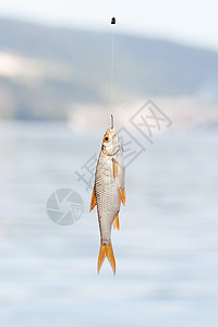 鱼挂在水底的钩子上眼睛淡水溪流食物蟑螂尾巴生活动物钓鱼低音图片