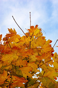 叶叶和蓝天空绿色阳光季节性公园黄色季节枫叶植物红色橙子户外的高清图片素材