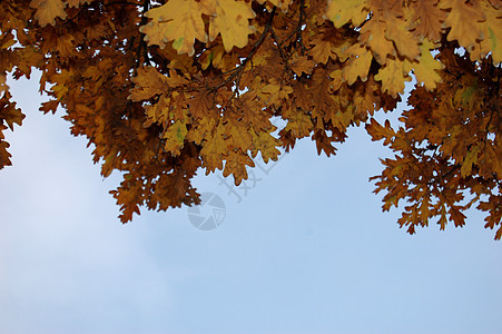 叶叶和蓝天空季节红色绿色阳光橙子树叶季节性森林黄色植物图片