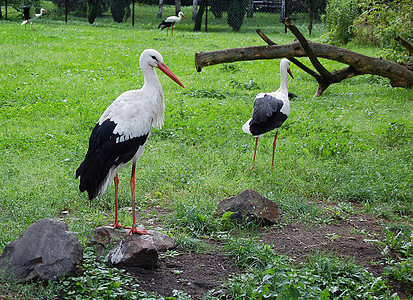 鹳羽毛公园荒野白色黑色脖子红色棕色动物生活图片